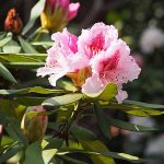 Pink rhodededron flower with green leaves